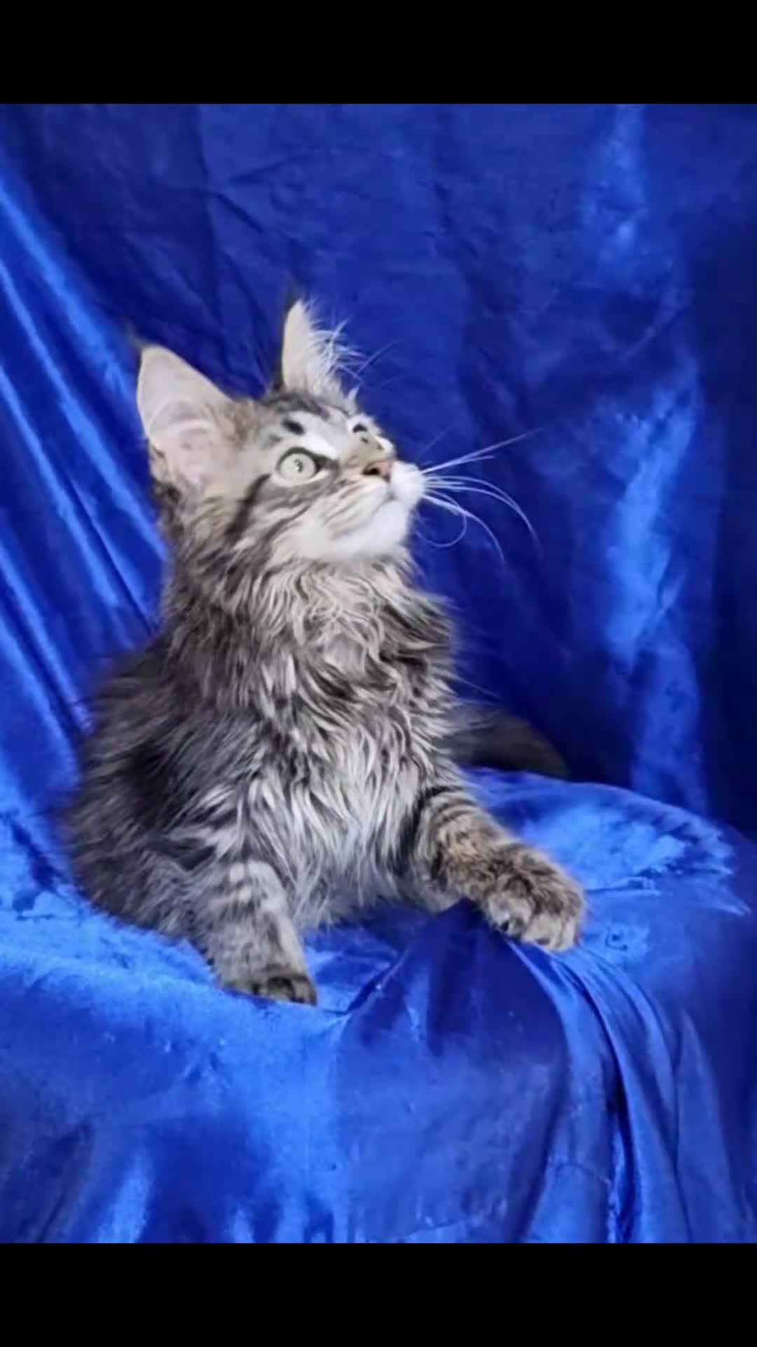 Maine Coon cats for sale: GCCF REGISTERED Pedigree Maine Coon Kittens  - Video 1