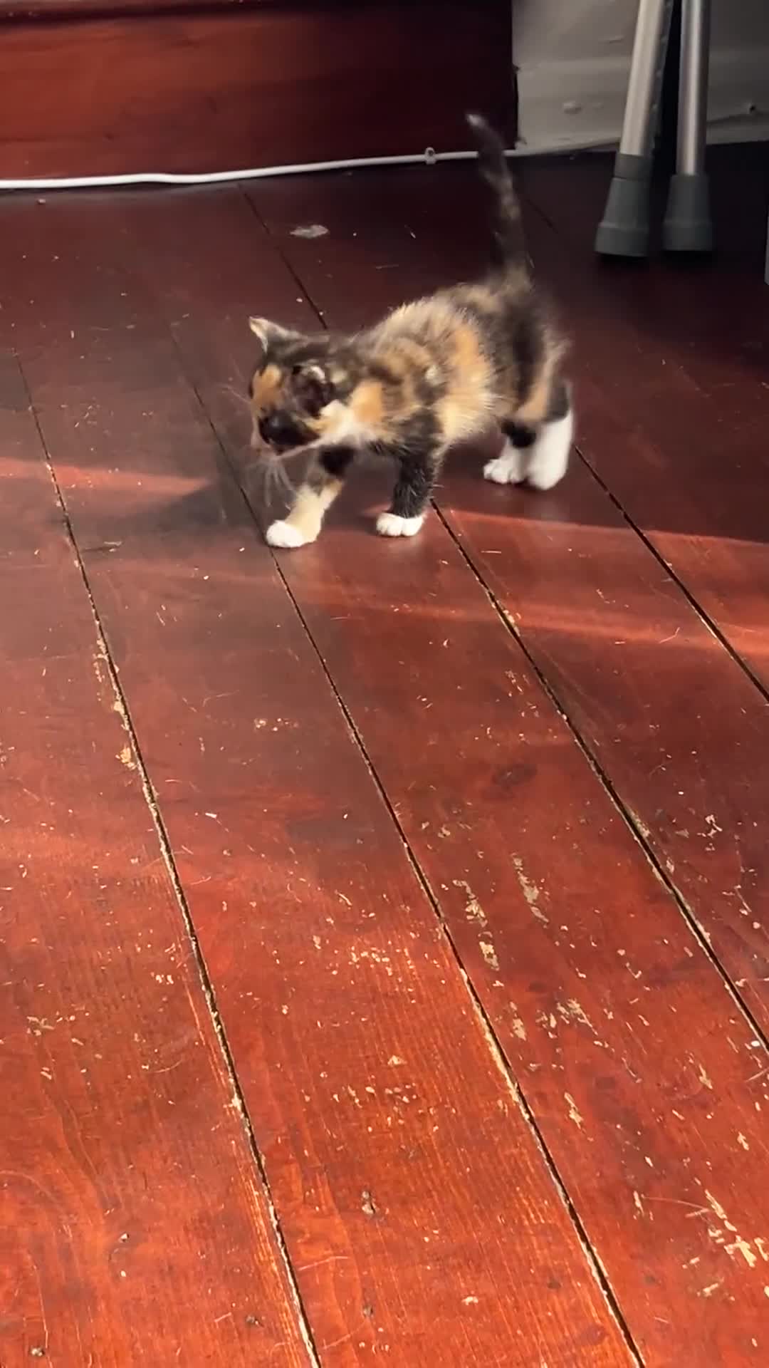Mixed Breed cats for sale: 5 gorgeous kittens - Video 1