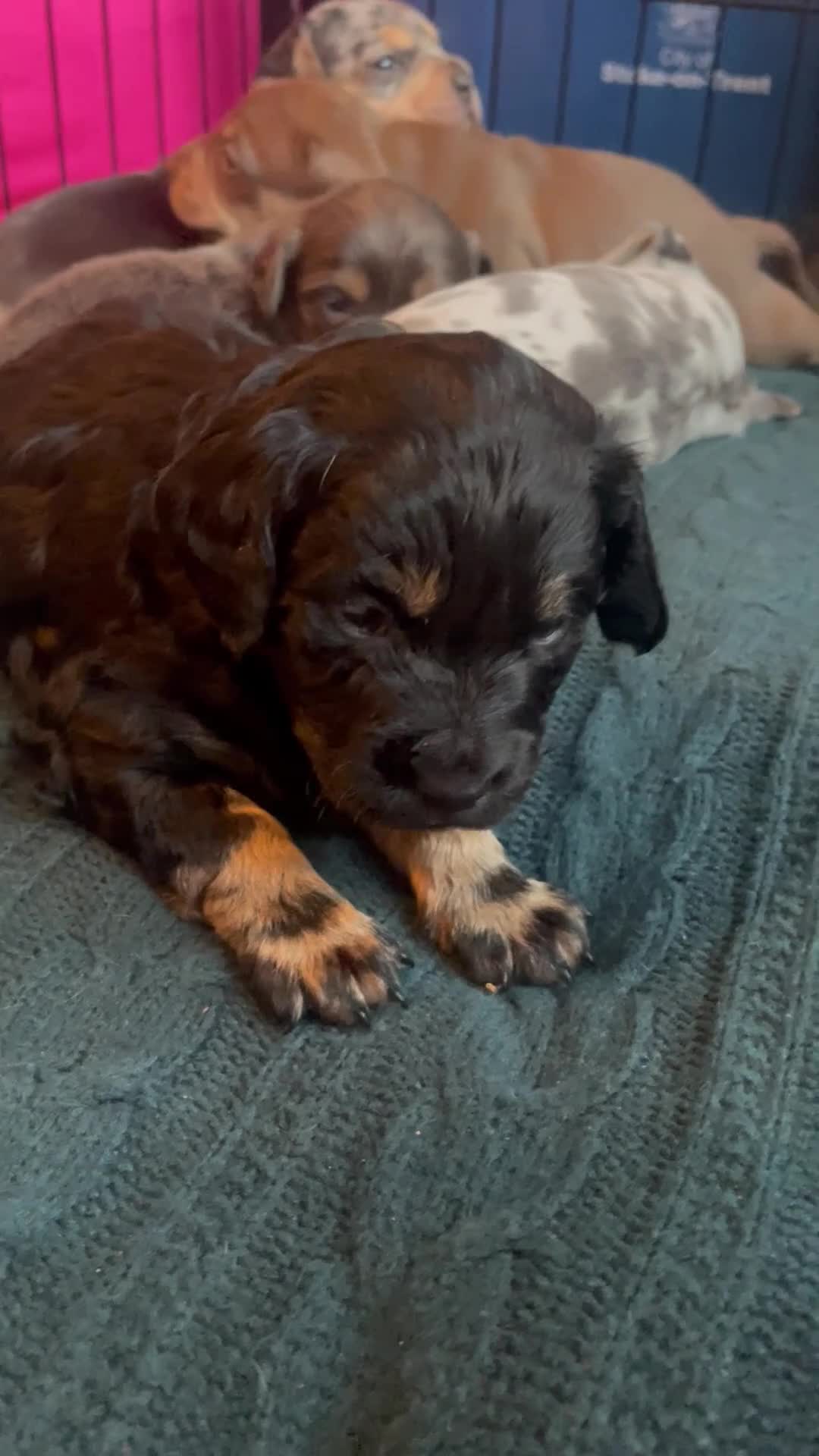 Mixed Breed dogs for sale: Dachshund hybrid puppies 🩷🩵 LAST ONE AVAILABLE  - Video 1