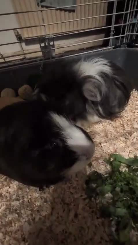 Guinea Pig rodents for sale: Two male guinea pigs and set up for sale  - Video 2