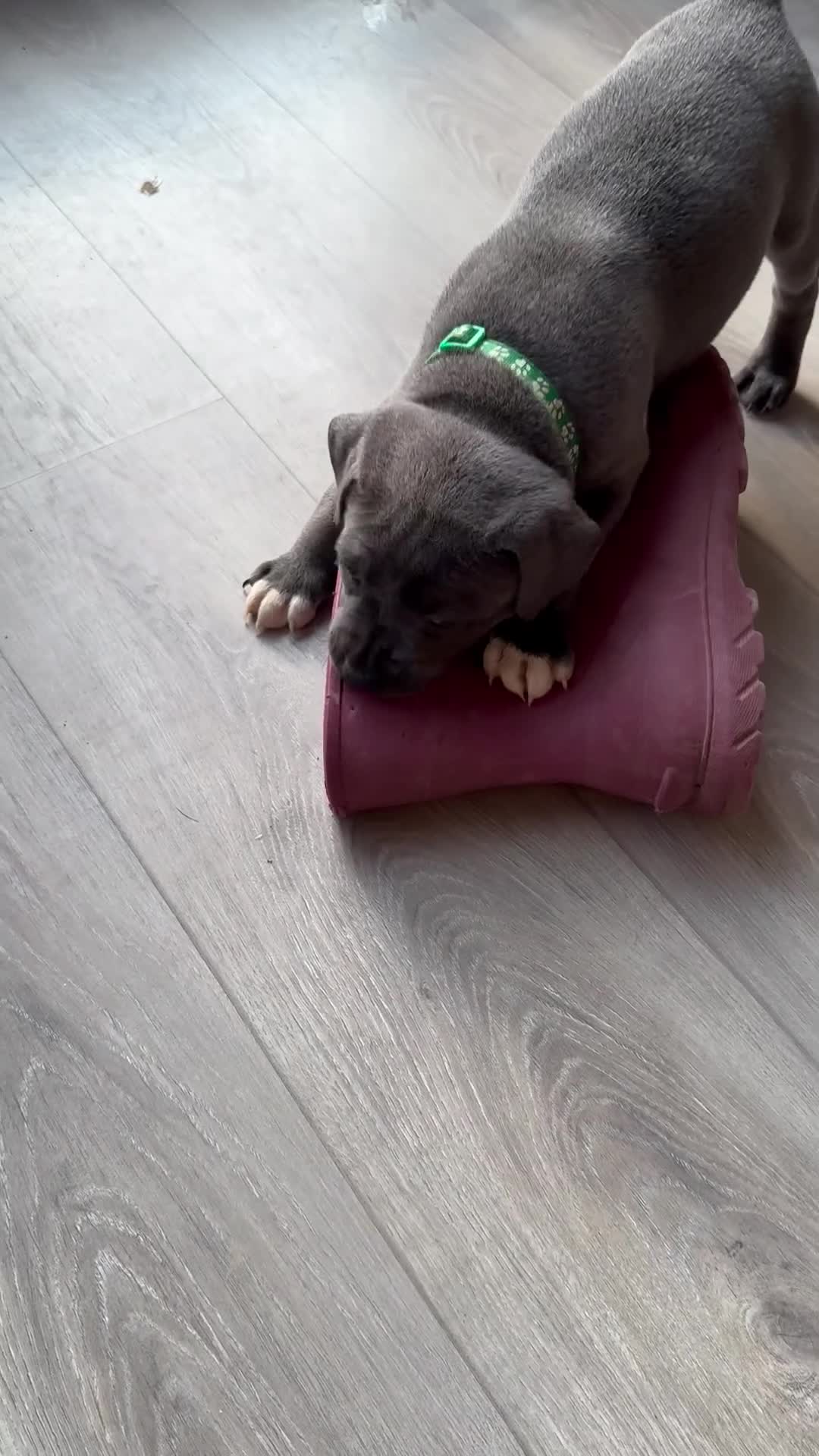 Staffordshire Bull Terrier dogs for sale: Kc registered blue Staffordshire puppies  - Video 1