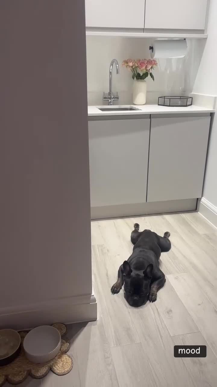 French Bulldog dogs for sale: Beautiful 4 Year Old French Bulldog  - Video 1
