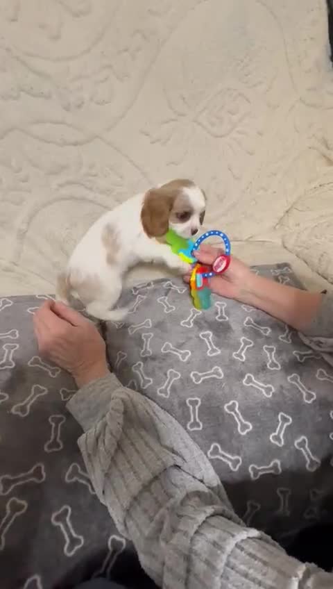 Cavalier King Charles Spaniel dogs for sale: Beautiful Blenheim King Charles spaniel pups    - Video 3