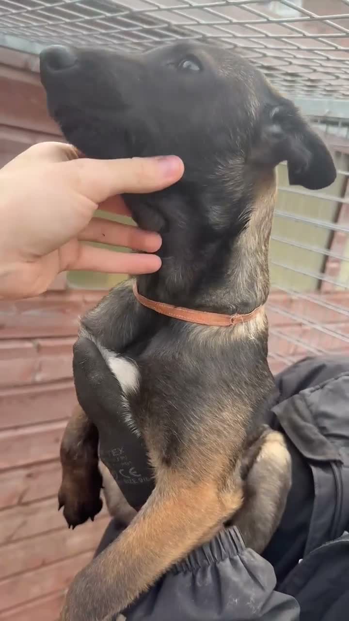 Belgian Shepherd Dog dogs for sale: Belgian malanois pups in Liverpool - Video 1