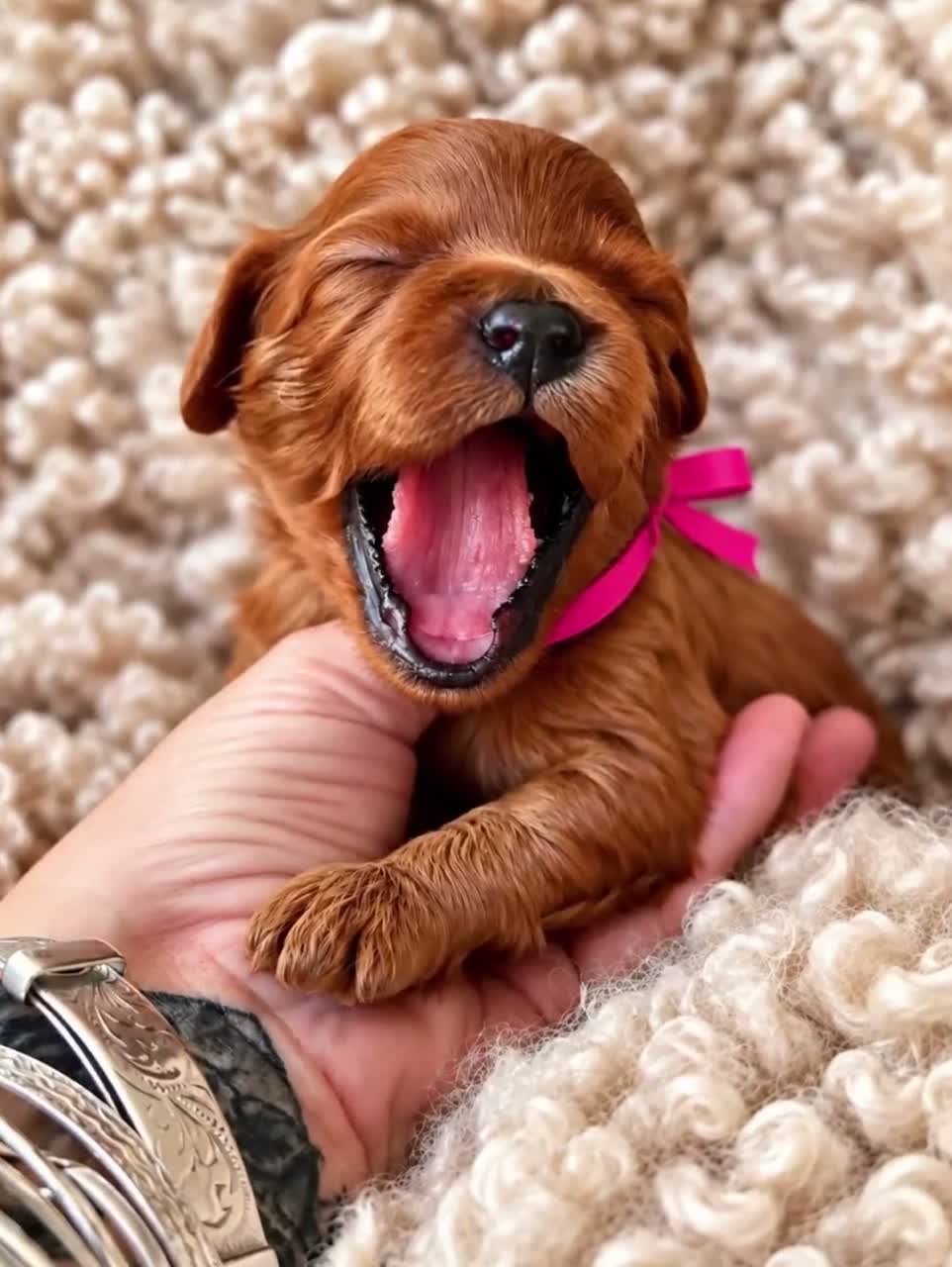 Cavapoo dogs for sale: 5 STAR LICENSED BREEDER BEAUTIFUL RED F1 CAVAPOOS - Video 2