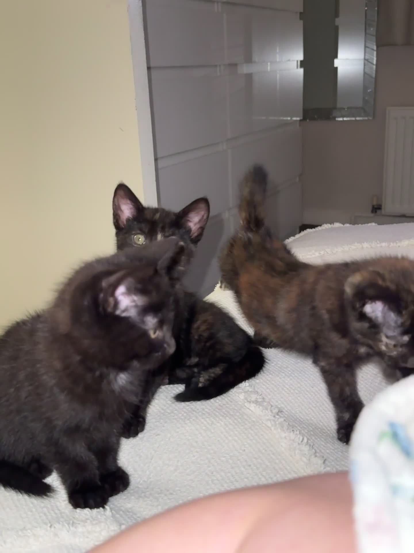 British Shorthair cats for sale: 3 beautiful kittens looking for there forever home - Video 3