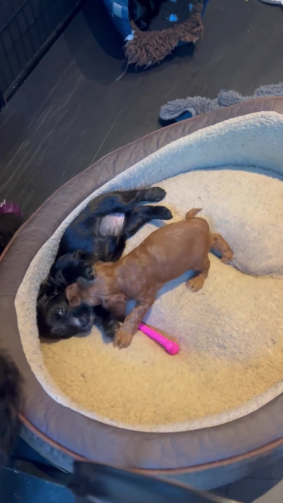Cockapoo dogs for sale: Exceptional cockapoo pups- 1 Boy, 1 Girl left!! - Video 3