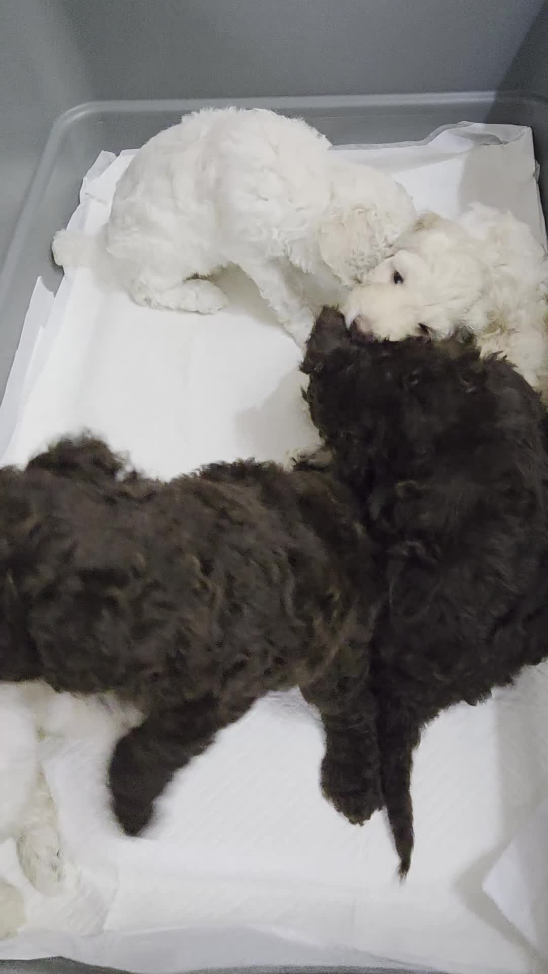 Cockapoo dogs for sale: Cockapoo puppies ready in one week - Video 1