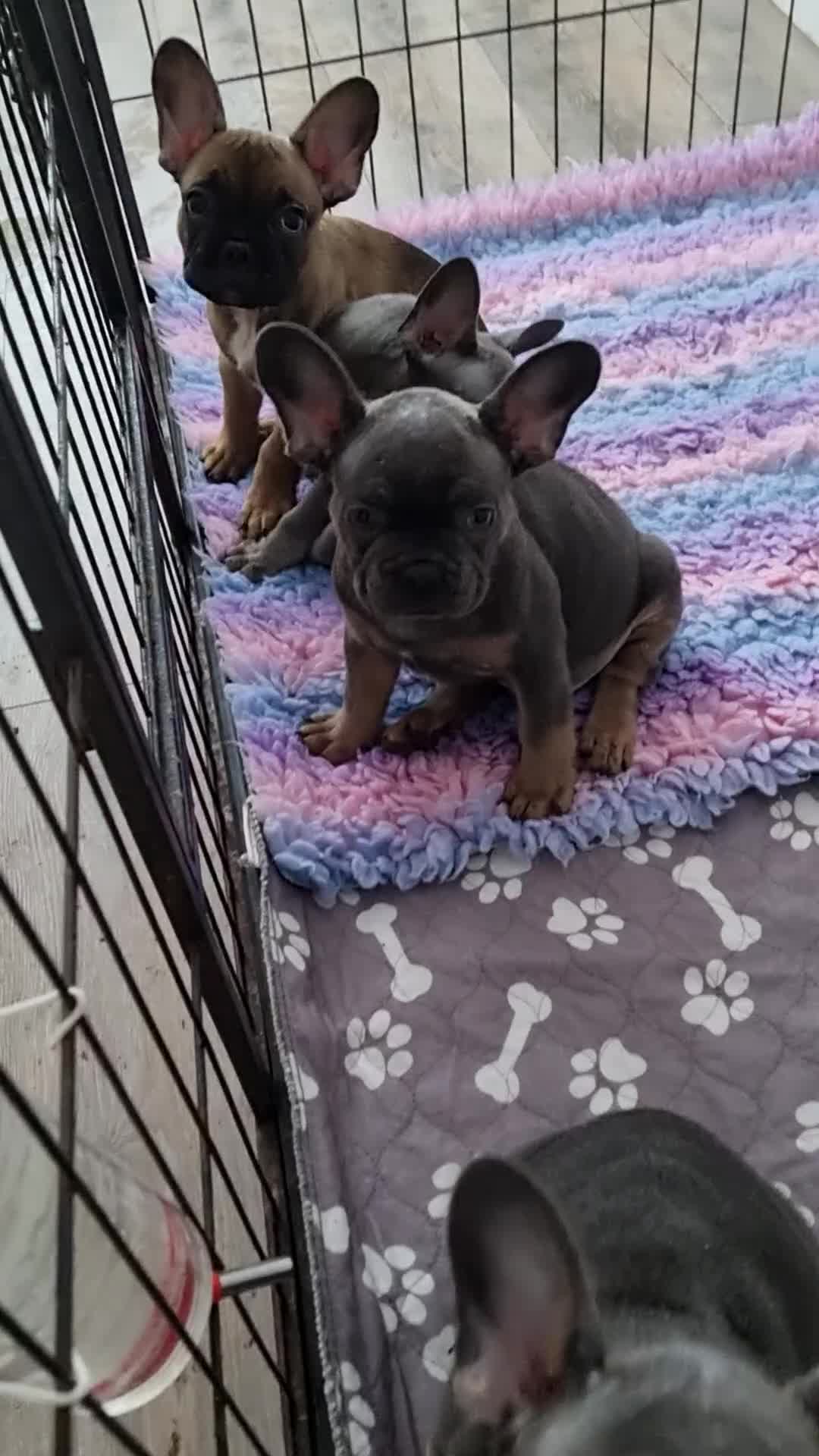 French Bulldog dogs for sale: Quality pups 4 Panel DNA Clear Gold Sierra Lines - Video 1