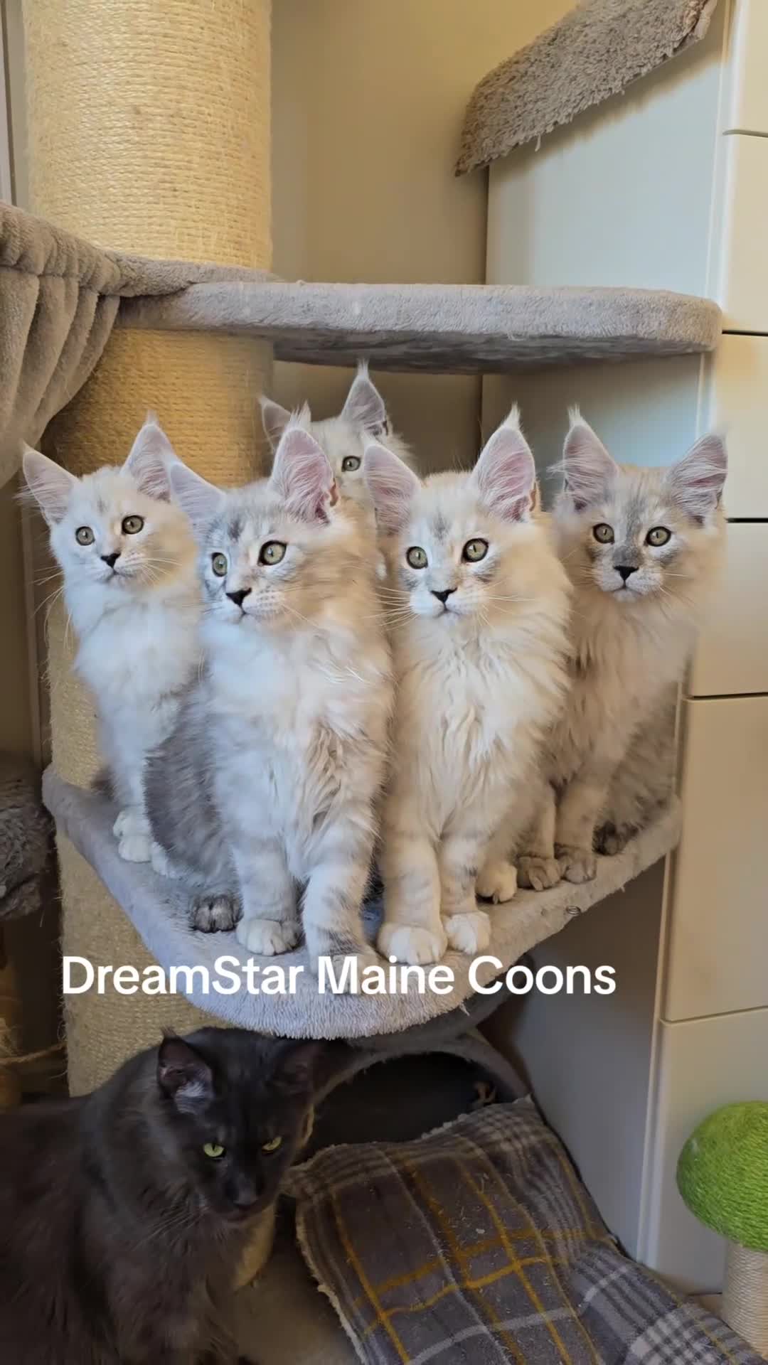 Maine Coon cats for sale: Blue Shaded Maine Coon kittens - Video 2