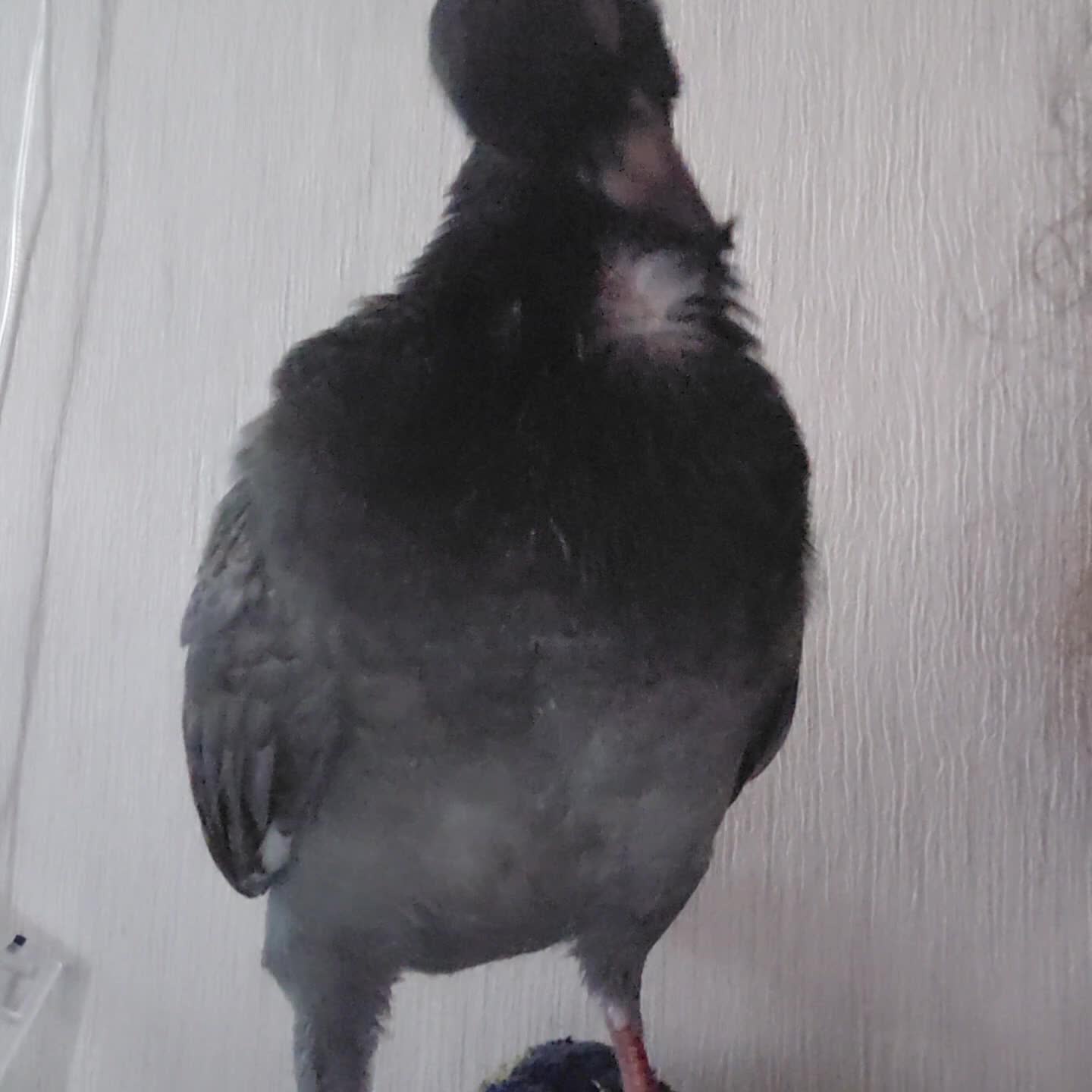 Pigeons birds for sale: 4 weeks old A Pretty little pigeon (free) - Video 4