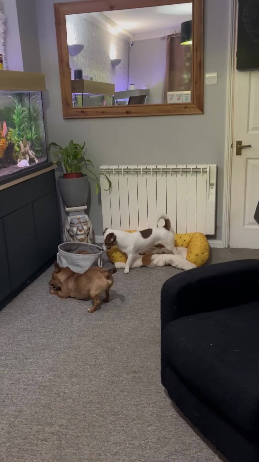 Jack Russell dogs for sale: 7 month old dog jack Russell, last from litter - Video 1