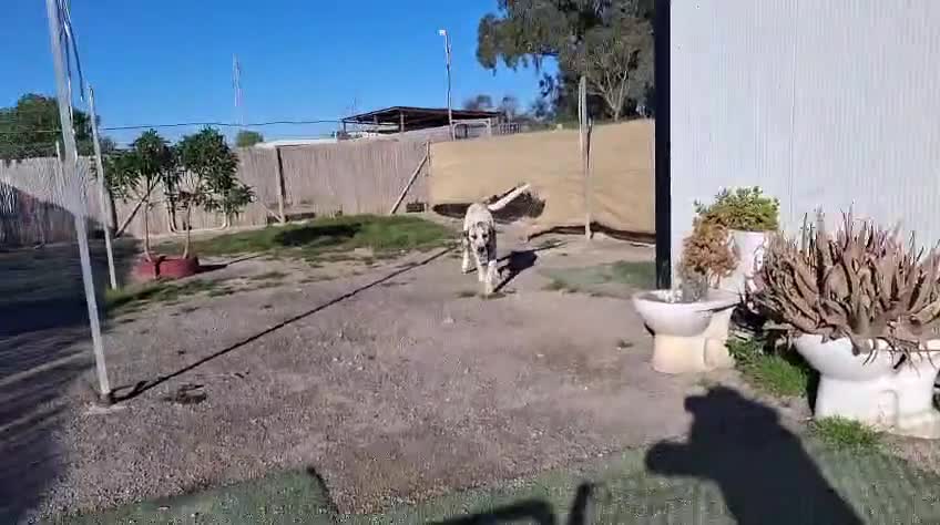 Mixed Breed dogs for adoption: Snoop❤️🐾 - Video 3