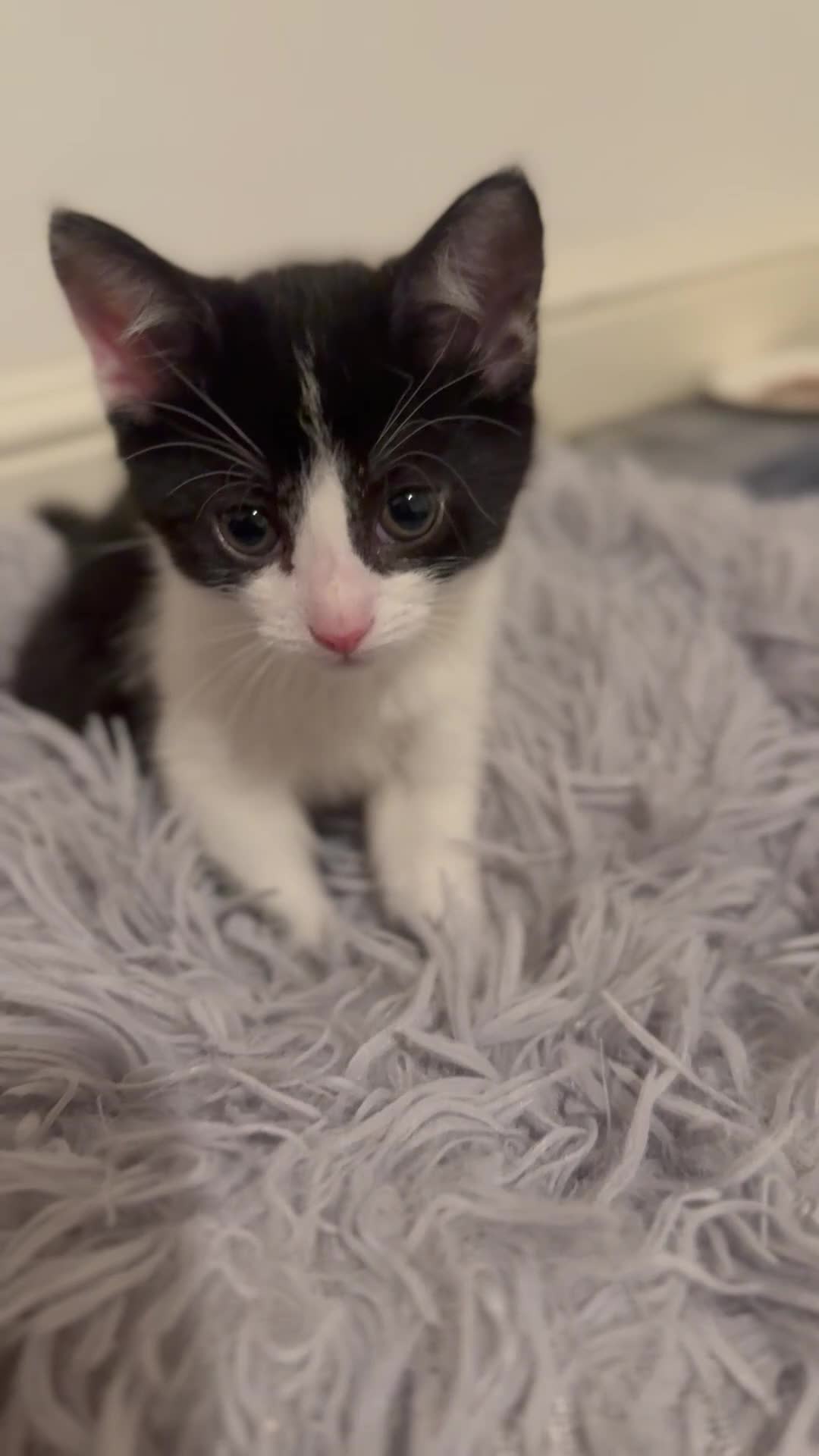 Mixed Breed cats for sale: Kittens 🐈‍⬛  - Video 1