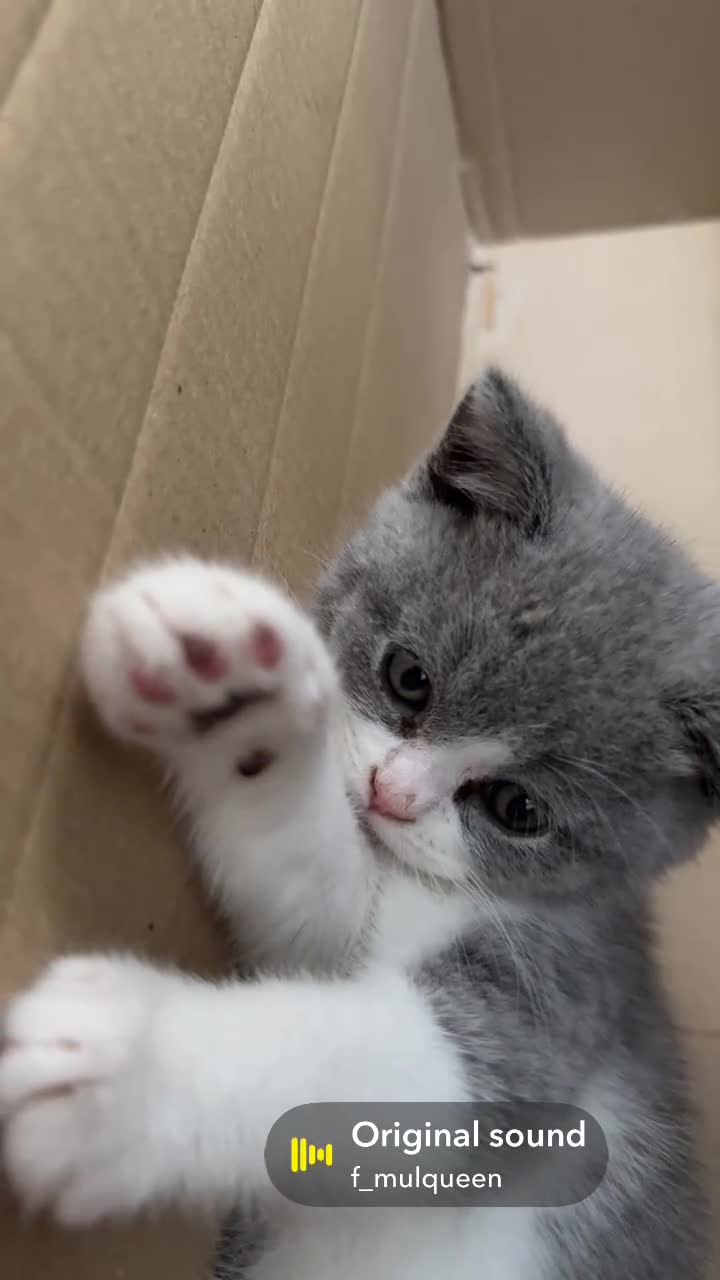 British Shorthair cats for sale: Bi coloured British short hair kitten  - Video 1