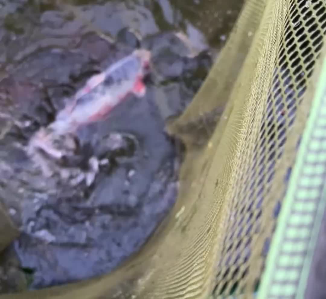 Koi Carp fish for sale: 2 x 40cm Koi Carp - Video 1