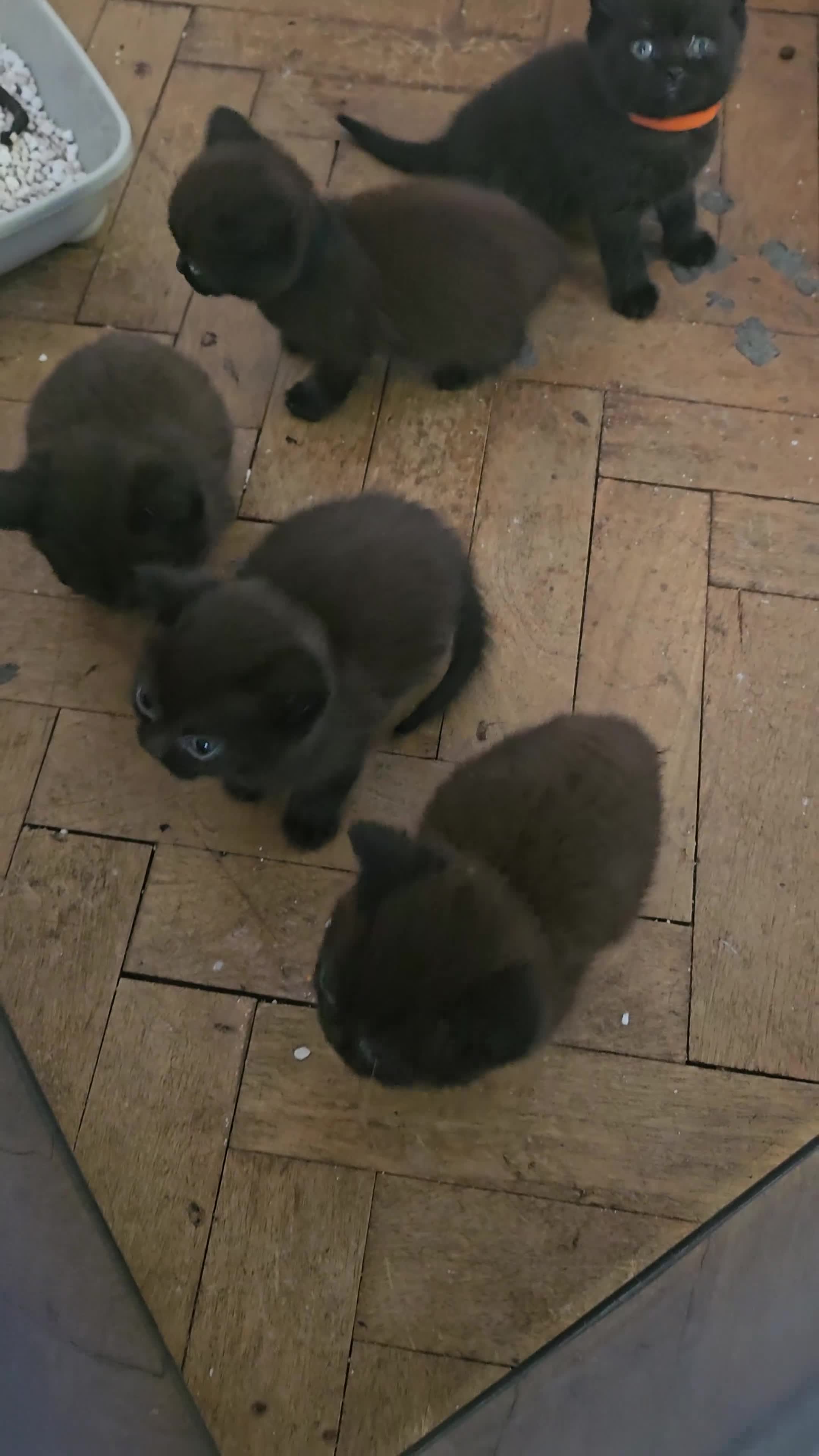 British Shorthair cats for sale: Champion Black British Shorthairs - Video 1