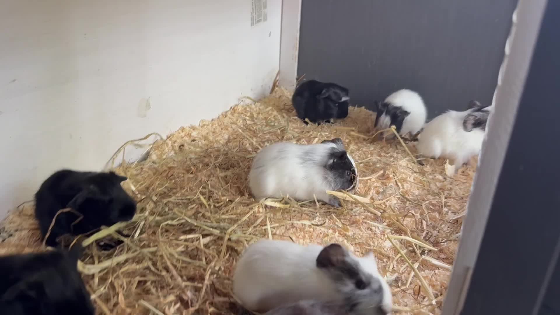 Guinea Pig rodents for sale: Beautiful baby guinea pigs  - Video 1