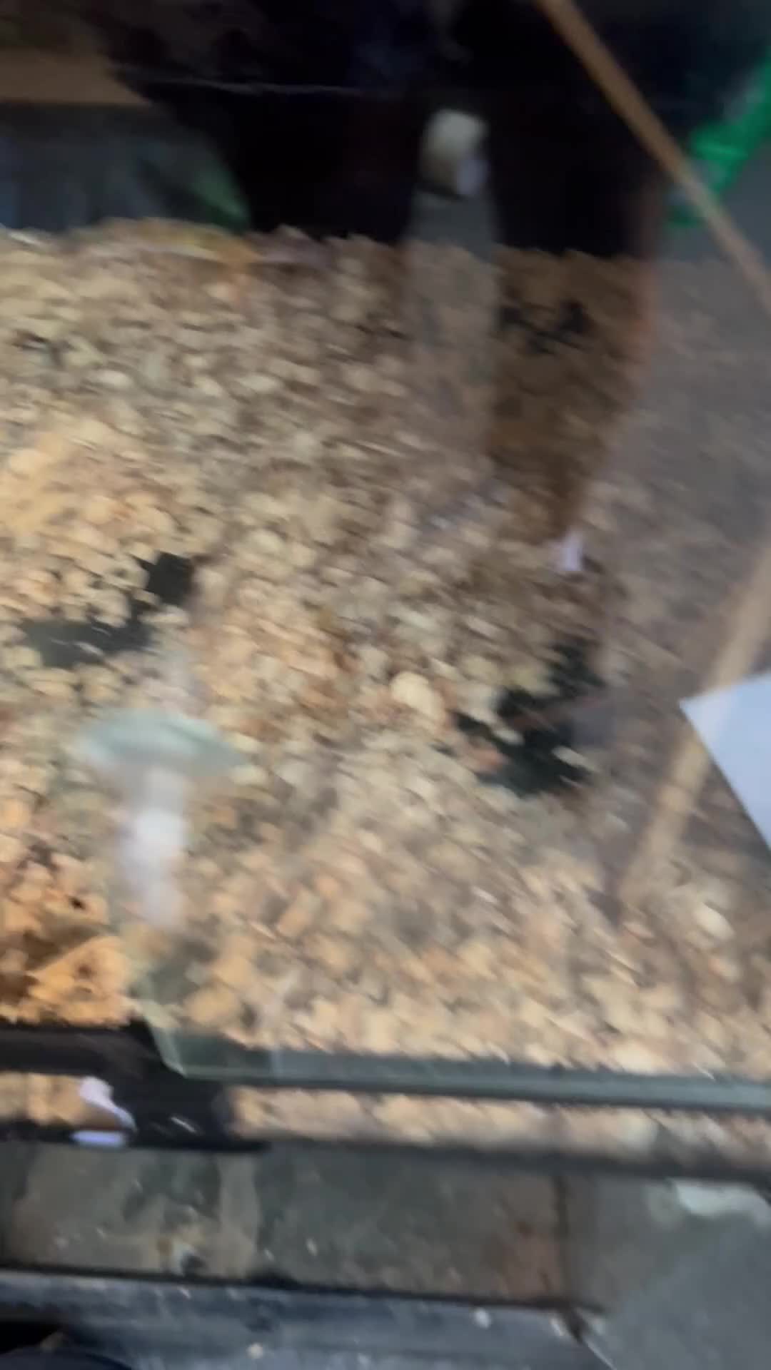 Leopard Gecko reptiles for sale: Leopard gecko babys - Video 1