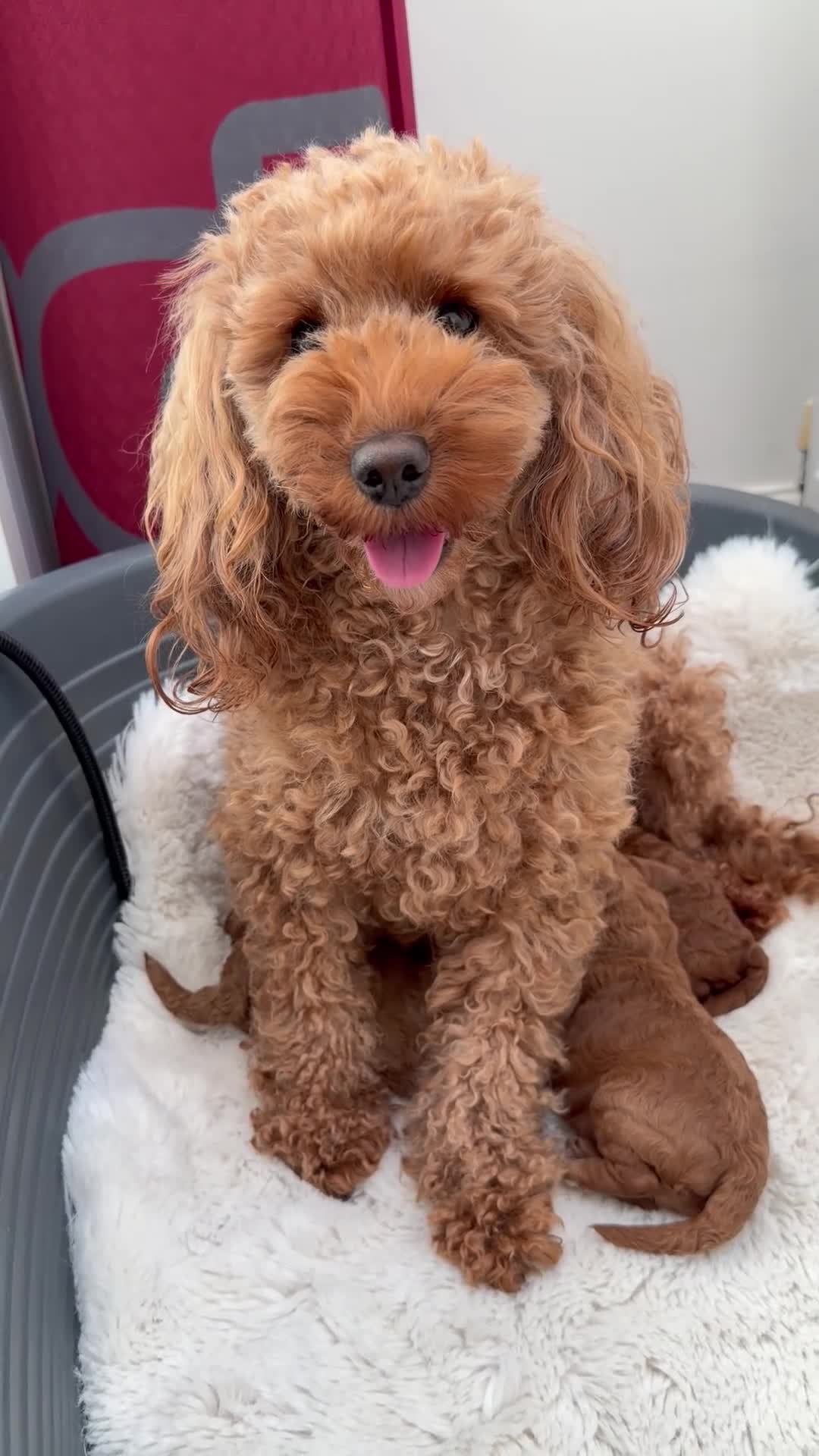 Miniature Poodle dogs for sale: Kc reg mini poodle 5 generation pedigree - Video 2