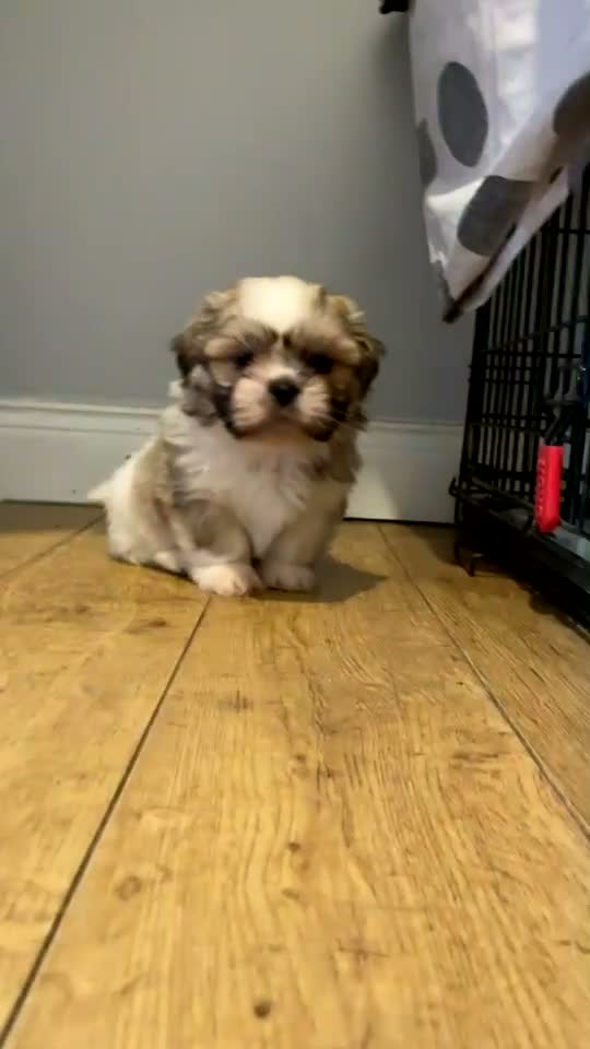 Shih Tzu dogs for sale: Adorable family raised Shih Tzu puppies for sale  - Video 1
