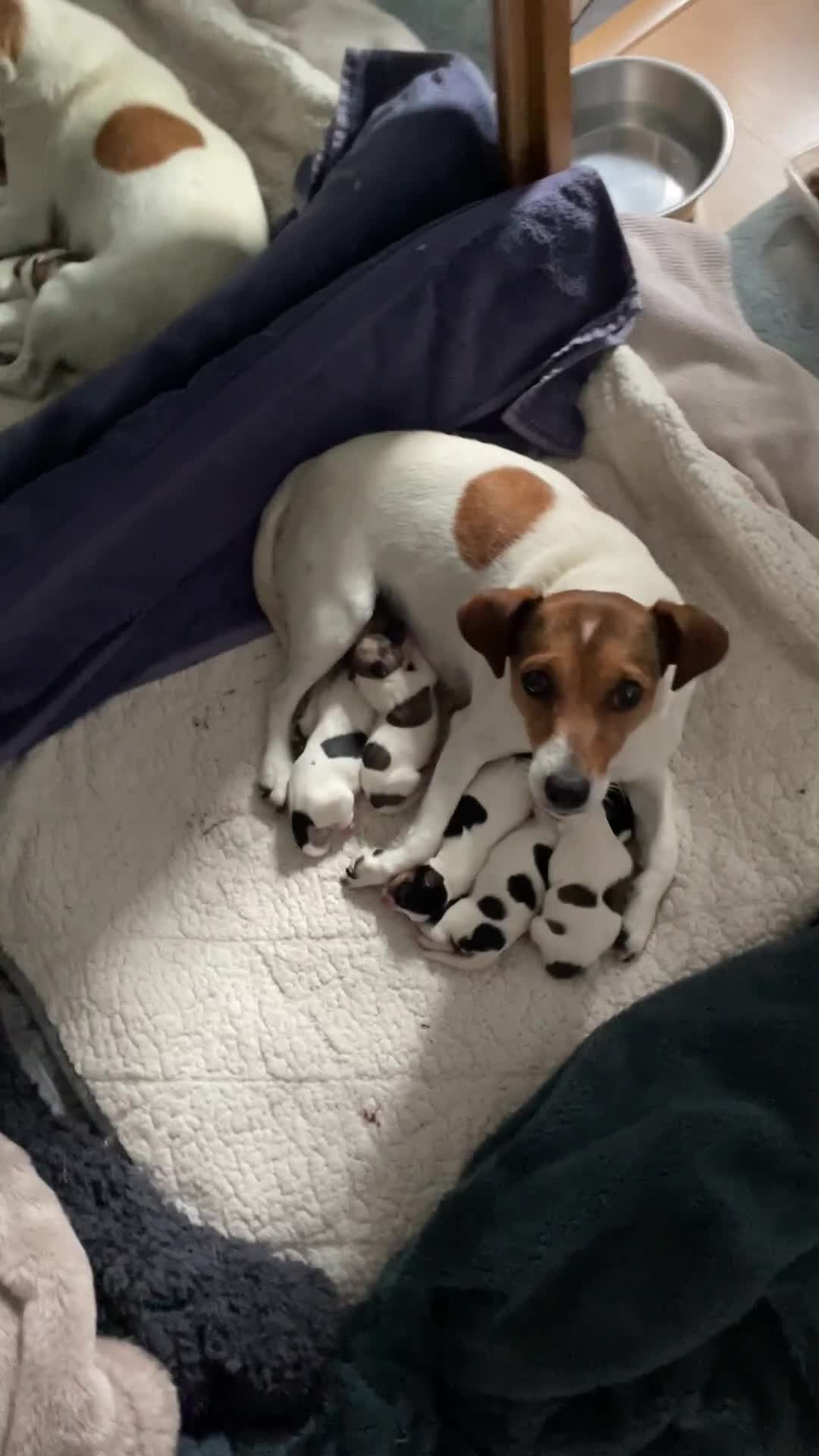 Jack Russell dogs for sale: Smooth haired small Jack Russel pups - Video 1