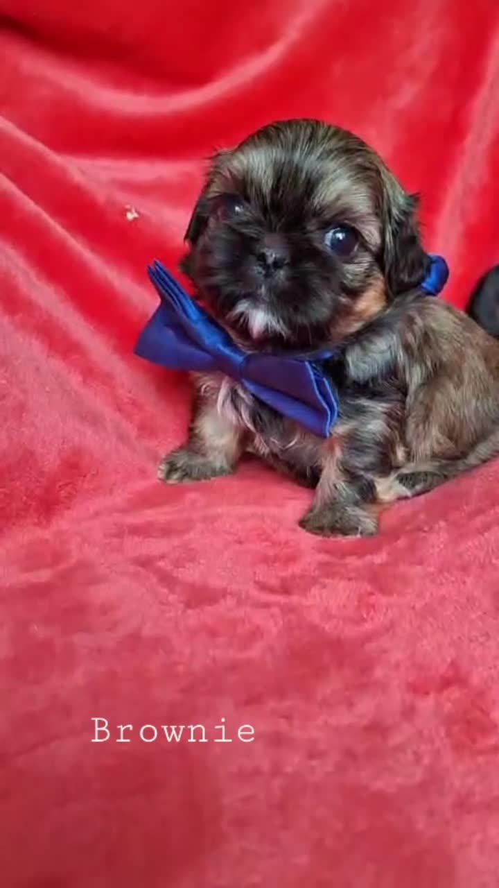 Shih Tzu dogs for sale: Beautiful Imperial Shih Tzus  - Video 1