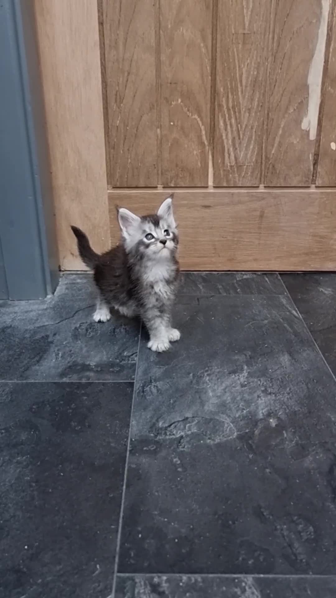 Maine Coon cats for sale: Pedigree GCCF Maine Coon Kittens for sale  - Video 1