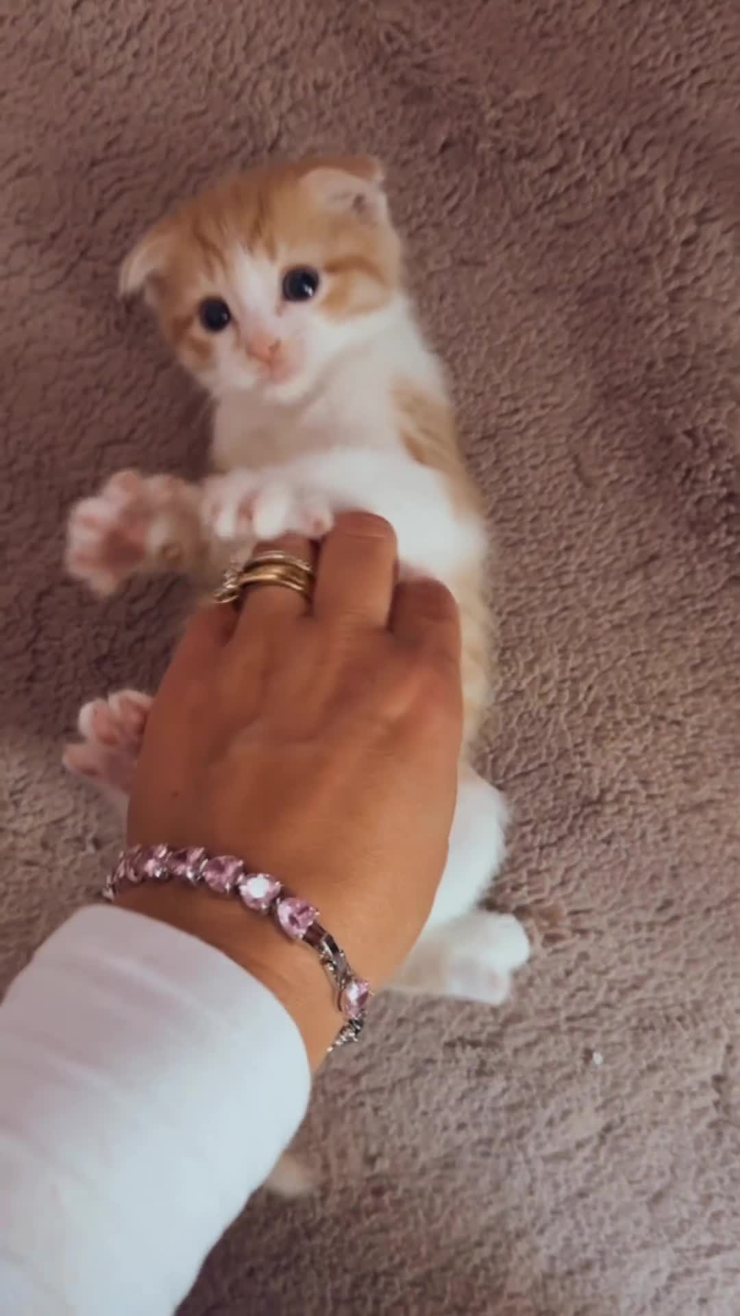 Mixed Breed cats for sale: Scottish fold mix ready to go from today. - Video 1