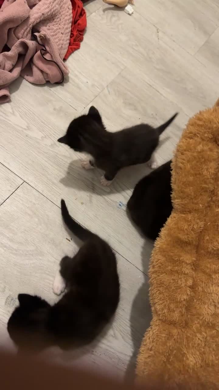 Mixed Breed cats for sale: Beautiful Kittens Looking for Their Forever Homes✨ - Video 4