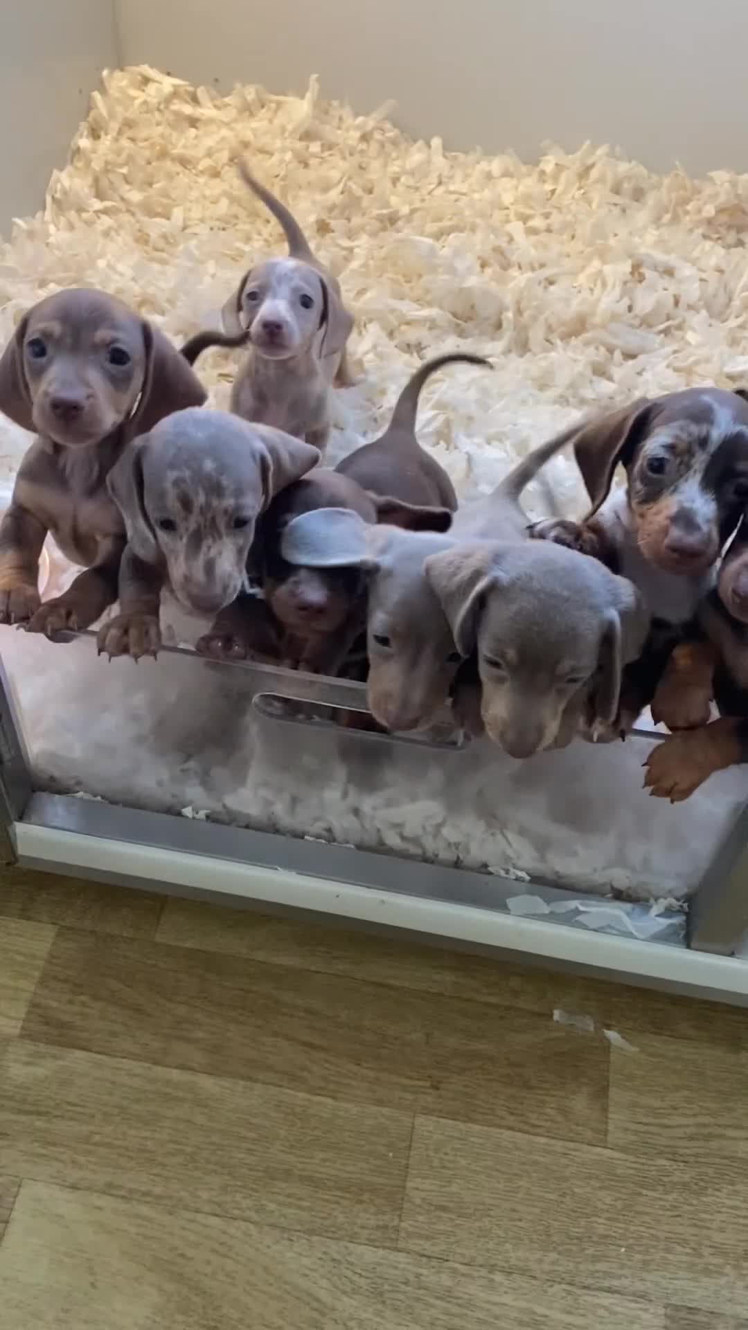 Miniature Dachshund dogs for sale: Miniature dachshunds READY NOW - Video 1