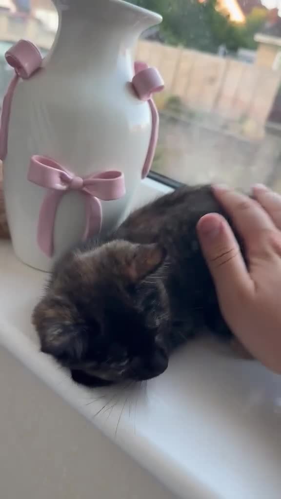 Mixed Breed cats for sale: Tortoise Female Kitten  - Video 3