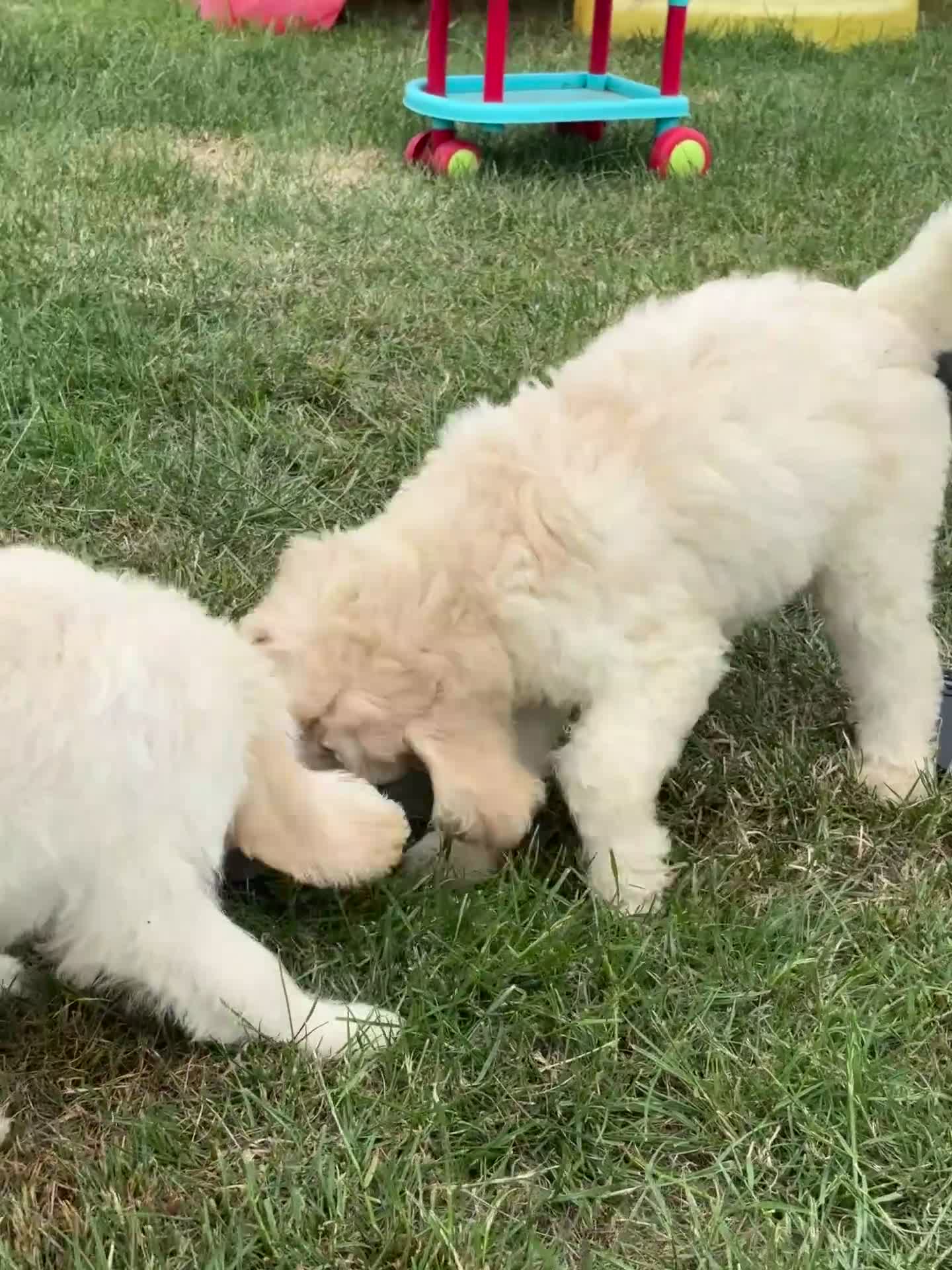 Labradoodle dogs for sale: F1B Standard Labradoodle Puppies Ready Now!🩷💙 - Video 2