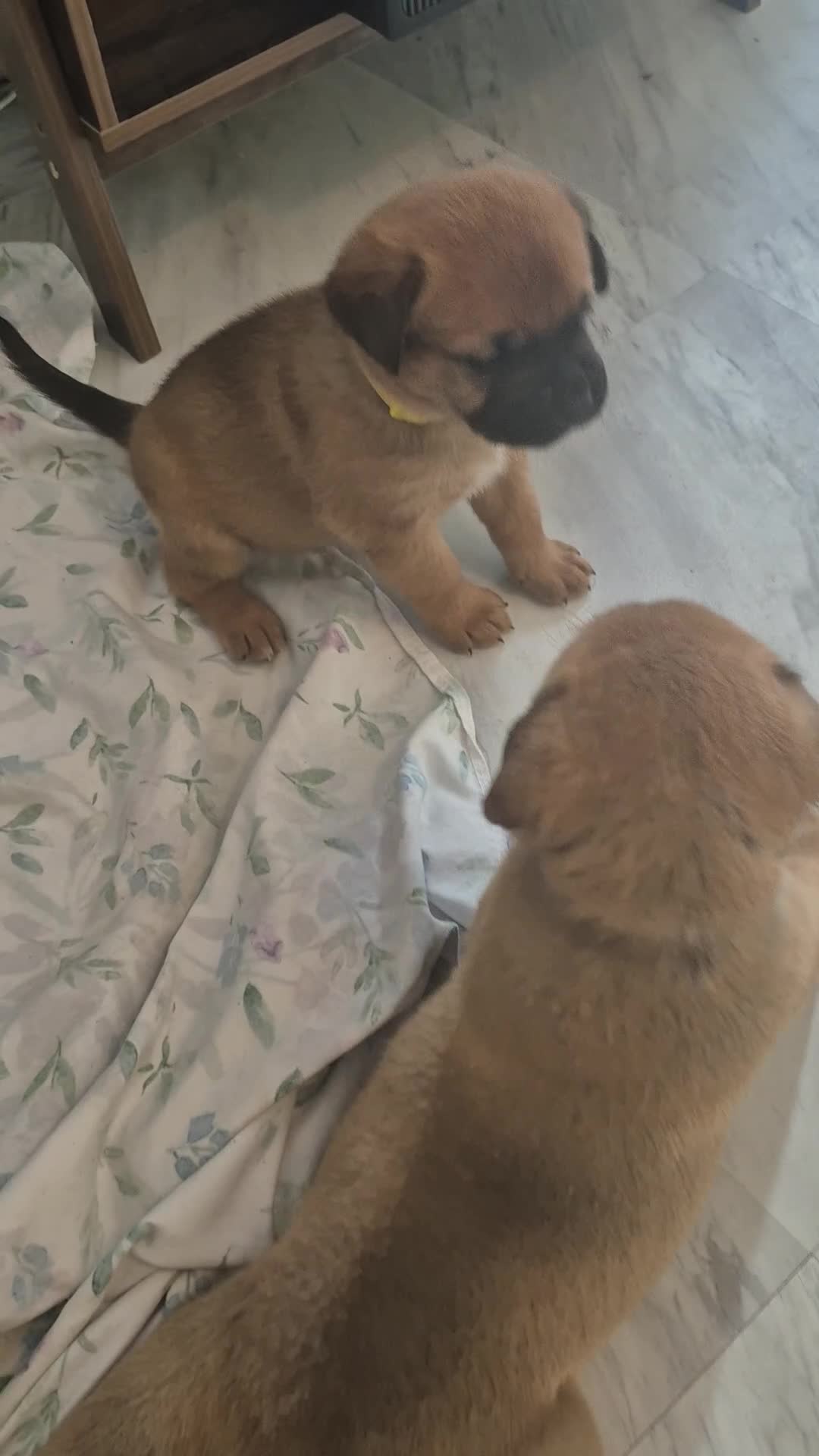 Mixed Breed dogs for sale: Mastiff mixed breed - Video 2
