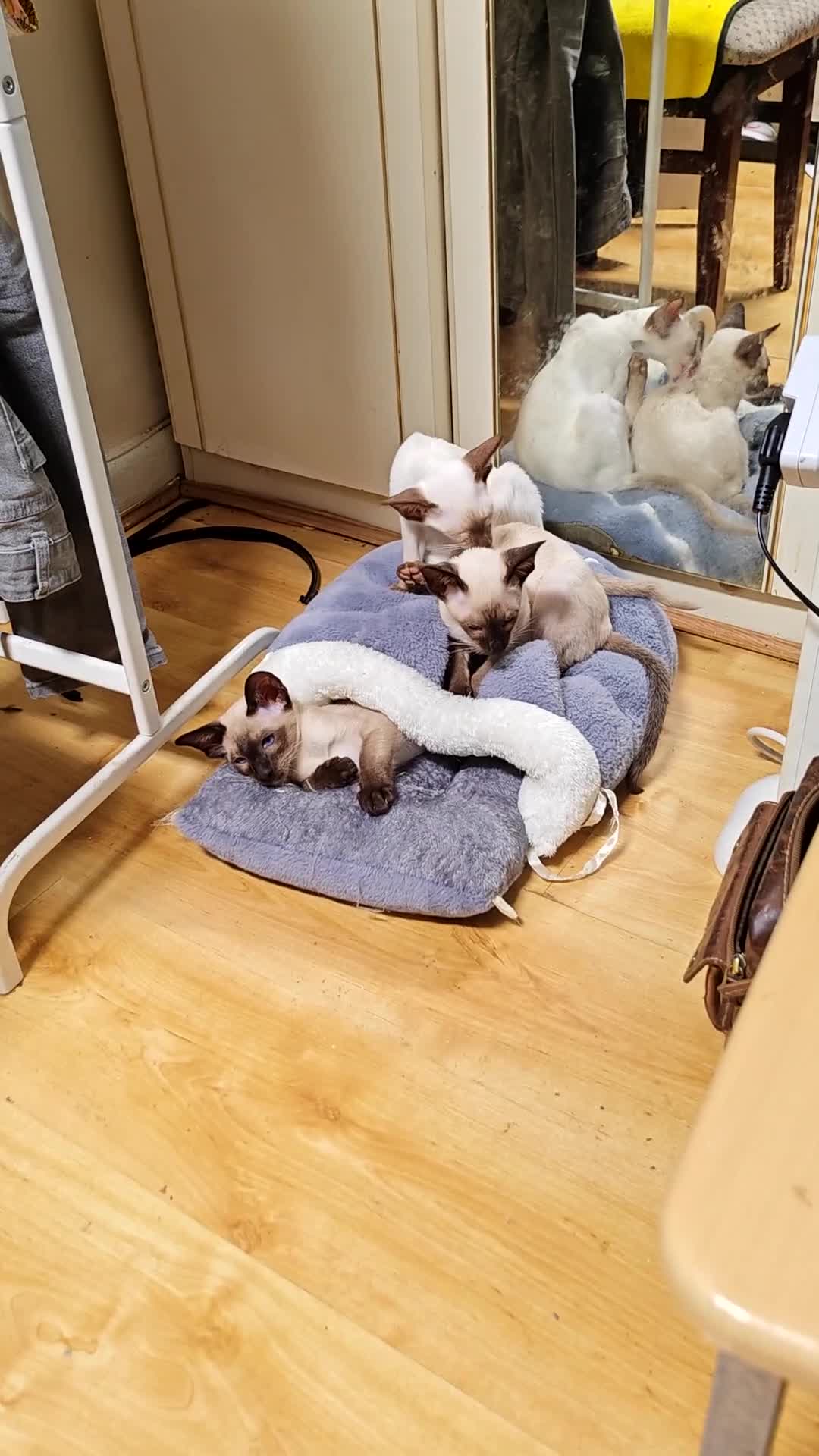 Siamese cats for sale: Exceptional Siamese Kittens - Video 1