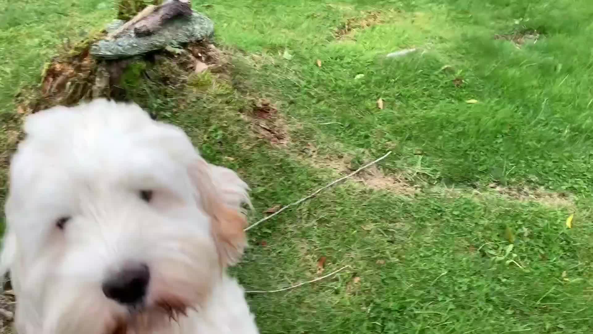 Australian Labradoodle dogs for sale: Fully health tested Australian Labradoodle puppies - Video 5