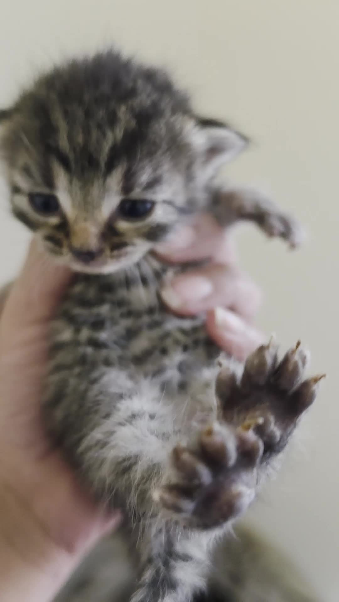 Mixed Breed cats for sale: "Fluffy Furballs"  - Video 1