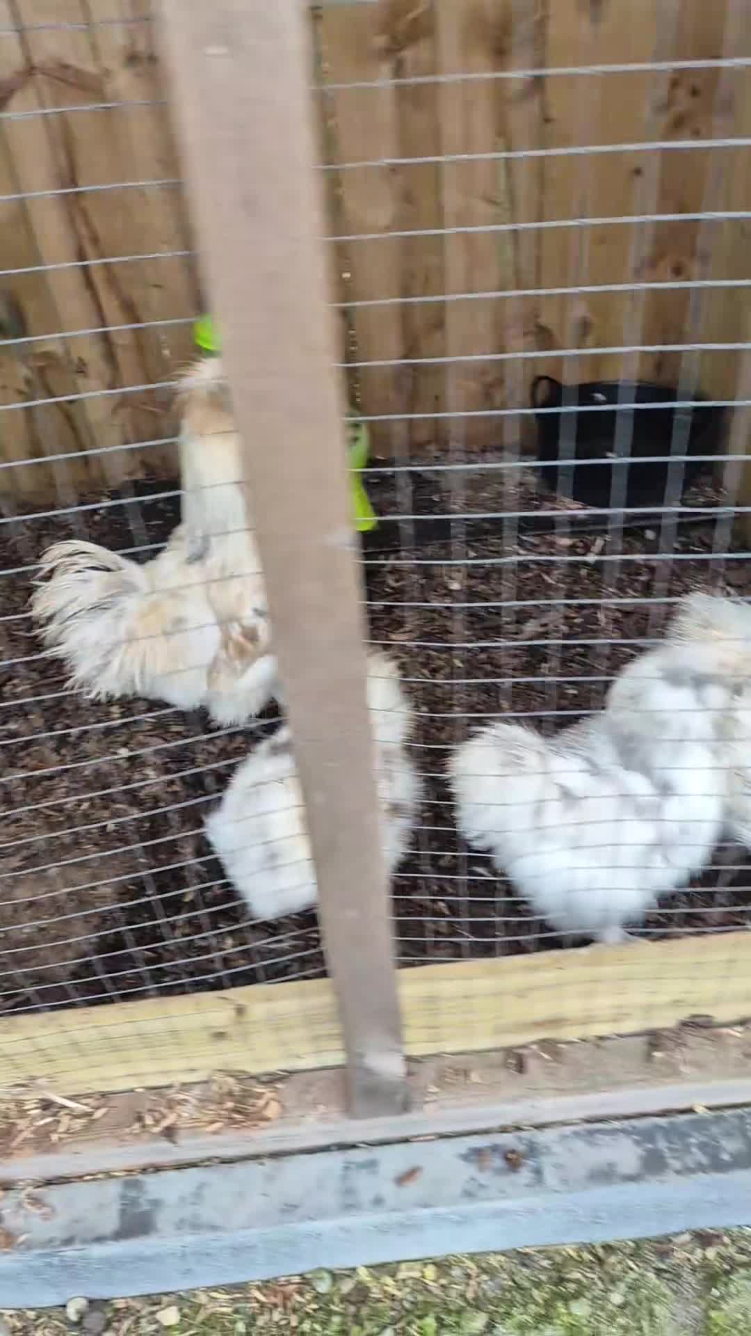 Chickens poultry for sale: Mixed Silkie Hatching aEggs - Video 1
