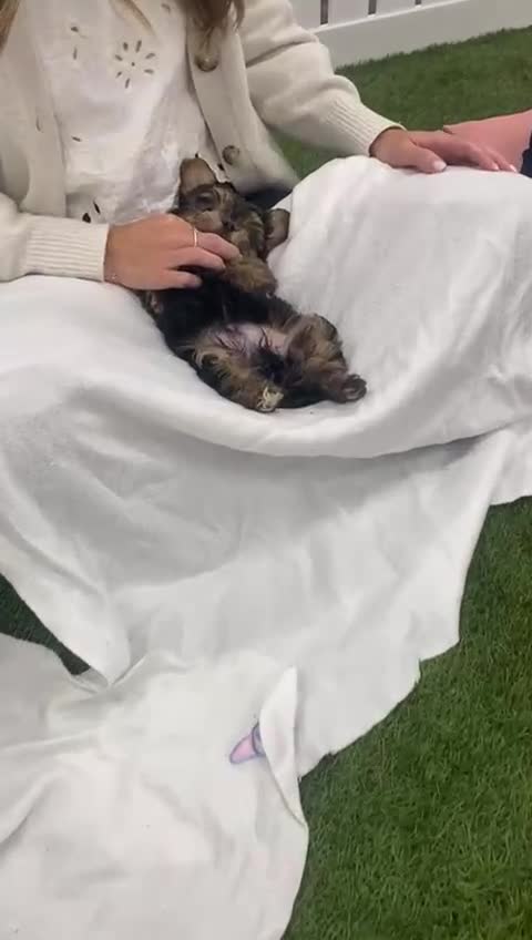 Yorkshire Terrier dogs for sale: 7 male Yorkshire terriers ready to leave.  - Video 4