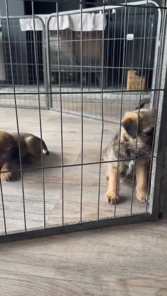 Border Terrier dogs for sale: Lovely Border Terrier puppies - Video 1