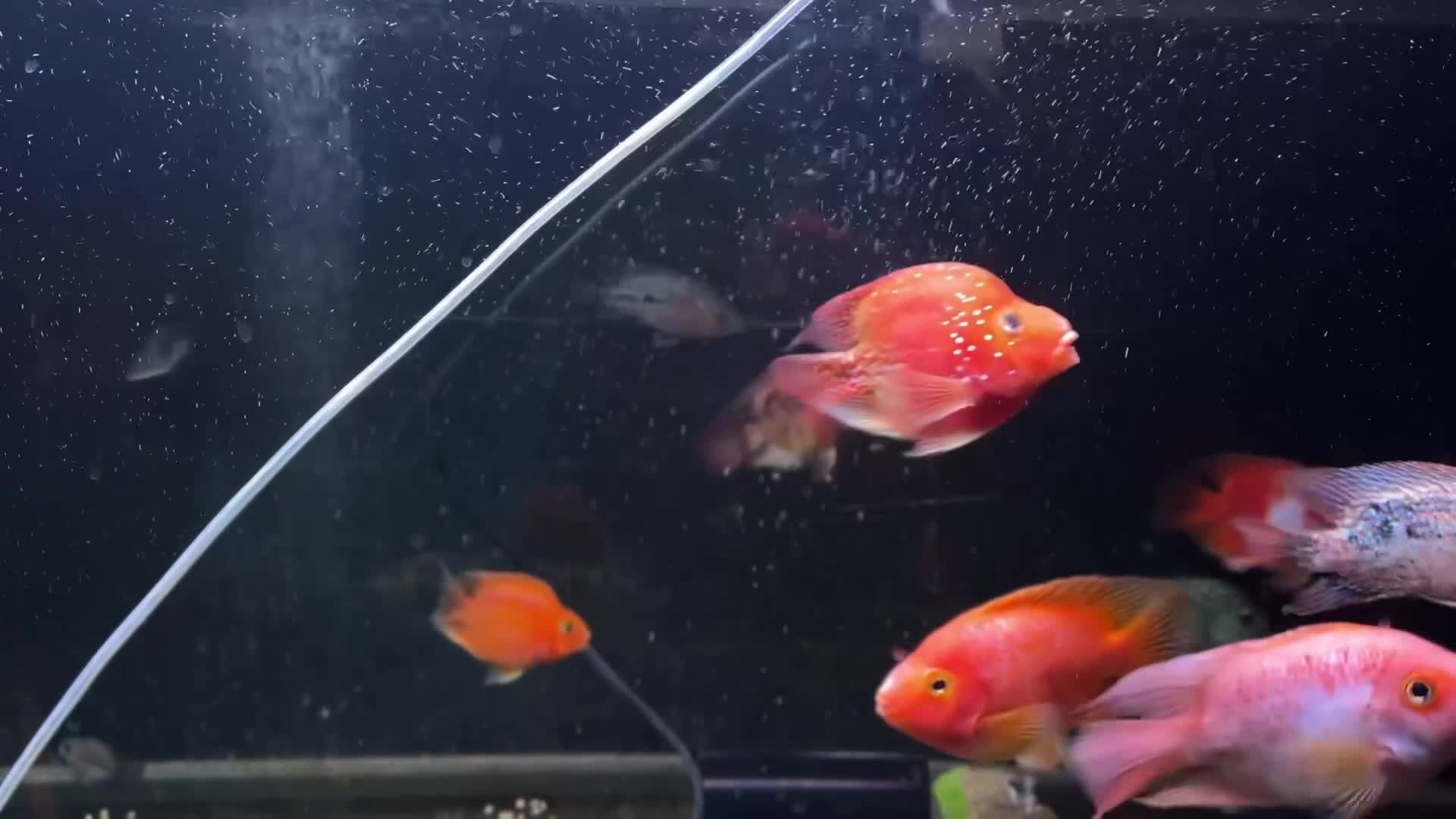 Cichlids fish for sale: Thai imports Crystal parrot & srt (Cheshire) - Video 1