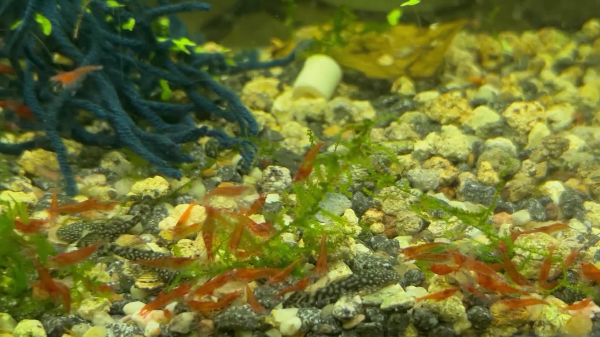 Shrimps fish for sale: Cherry shrimp  - Video 2