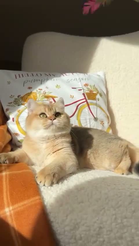 British Shorthair cats for sale: Stunning Izabella, BSH Black Golden Chinchilla - Video 1