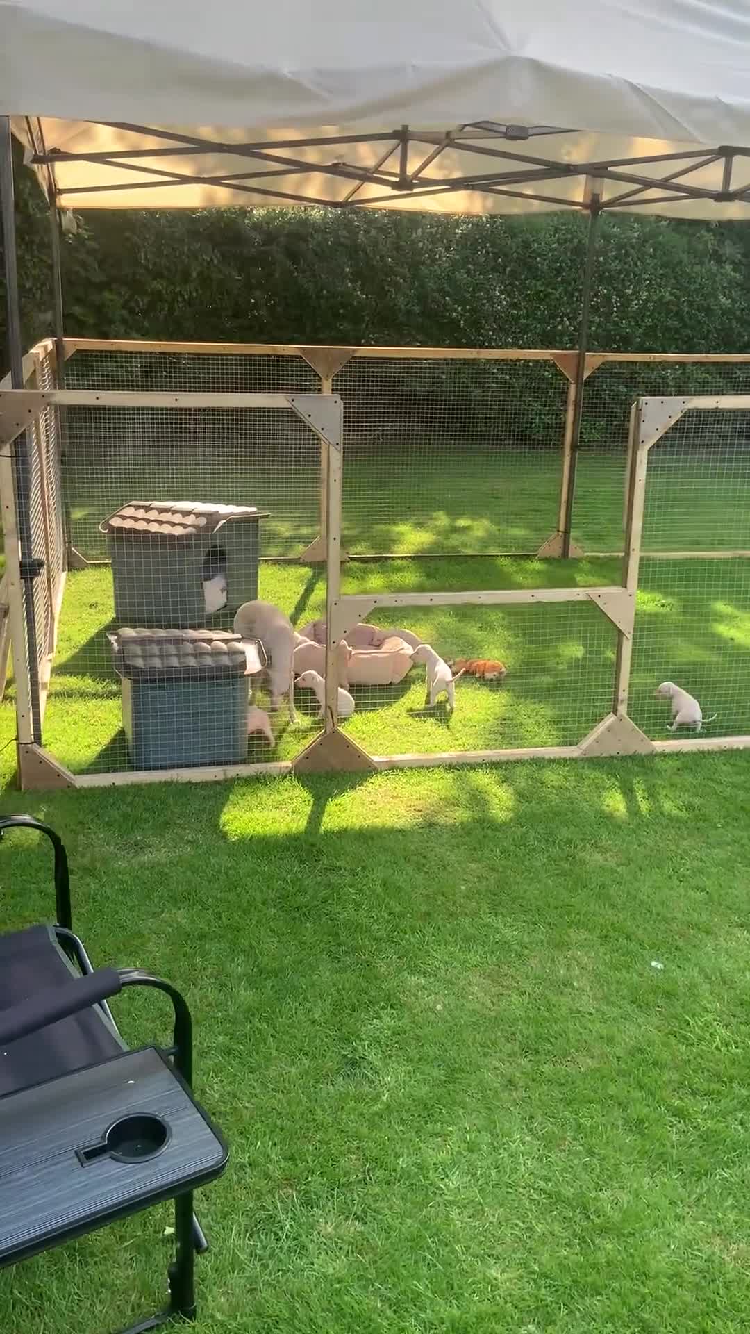 Italian Greyhound dogs for sale: KC Italian greyhound puppies East. Europ lineage - Video 1