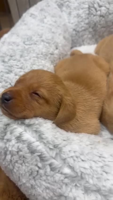 Labrador Retriever dogs for sale: Labrador Puppies  - Video 1