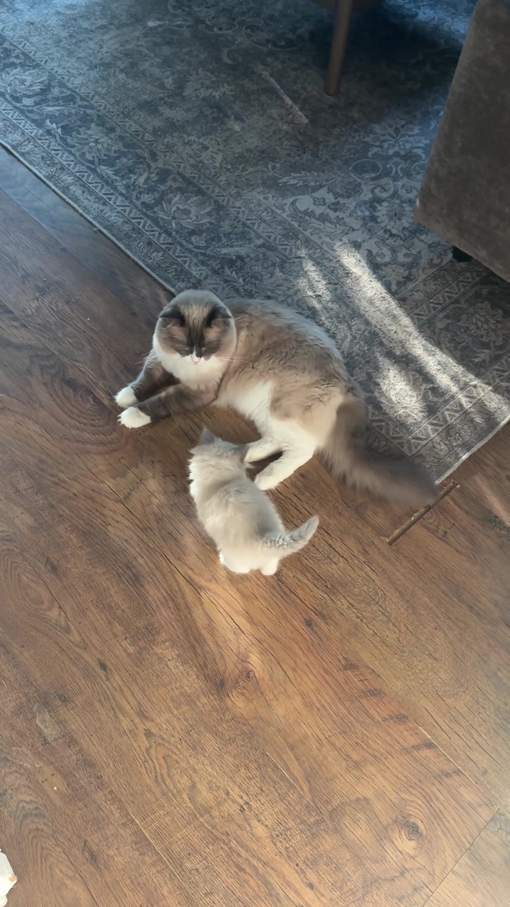 Ragdoll cats for sale: Female Bi-colour Ragdoll in Bracknell - Video 2