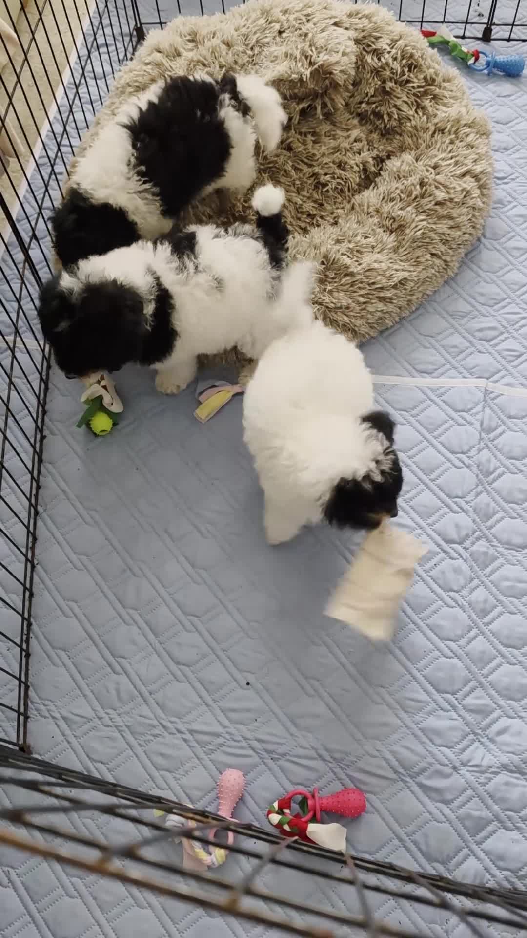 Toy Poodle dogs for sale: 🐩💙 1 TINY BOY LEFT 💙🐩 READY NOW - Video 1