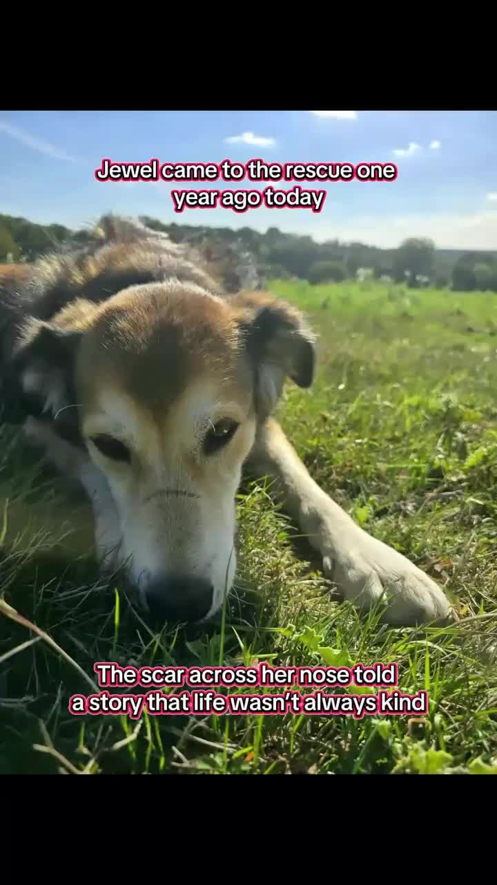 Mixed Breed dogs for adoption: Jewel is looking for her forever family! - Video 2