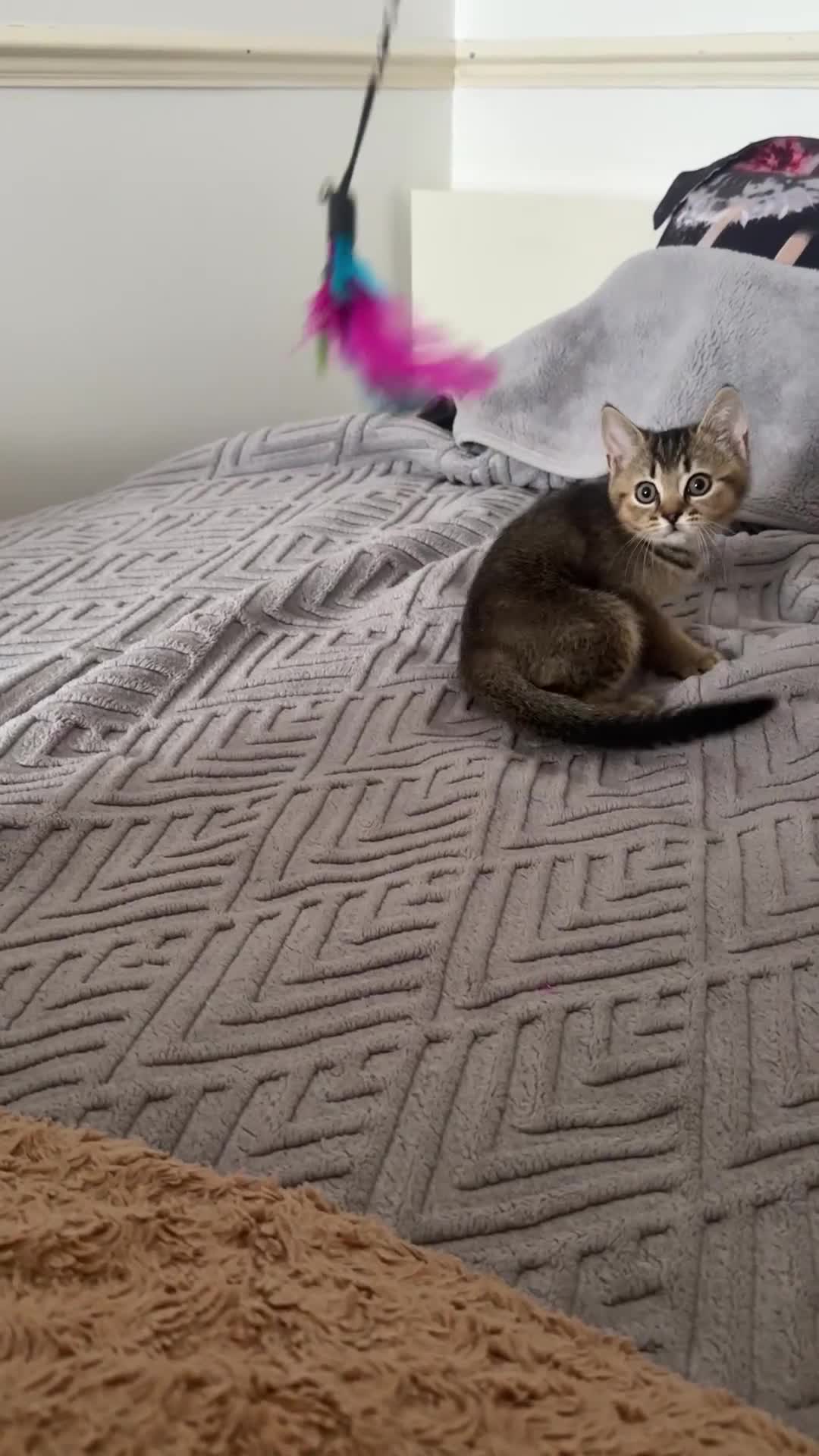 British Shorthair cats for sale: British Shorthair kitten  ONLY ONE BOY AVAILABLE  - Video 1