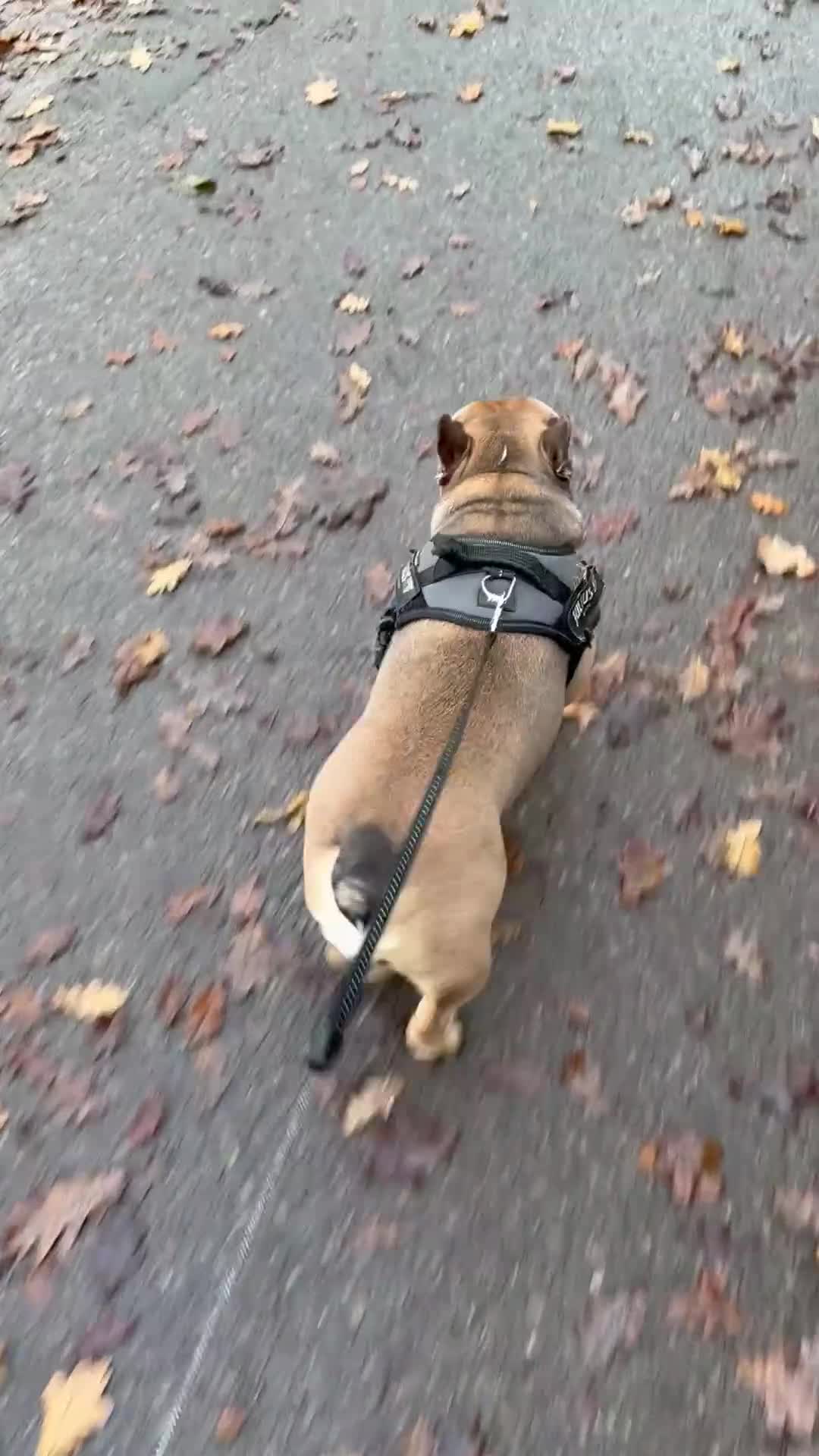 French Bulldog dogs for sale: Female French bulldog - Video 1